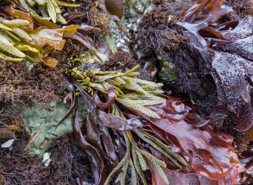 bladderwrack