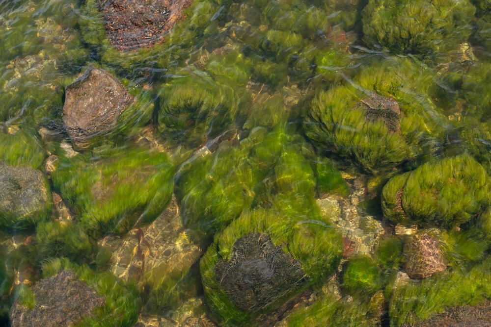 bladderwrack