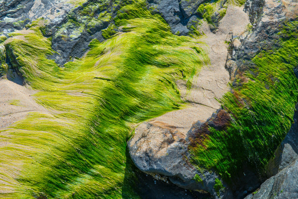bladderwrack