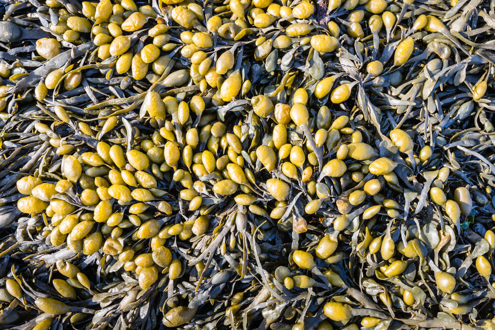 bladderwrack