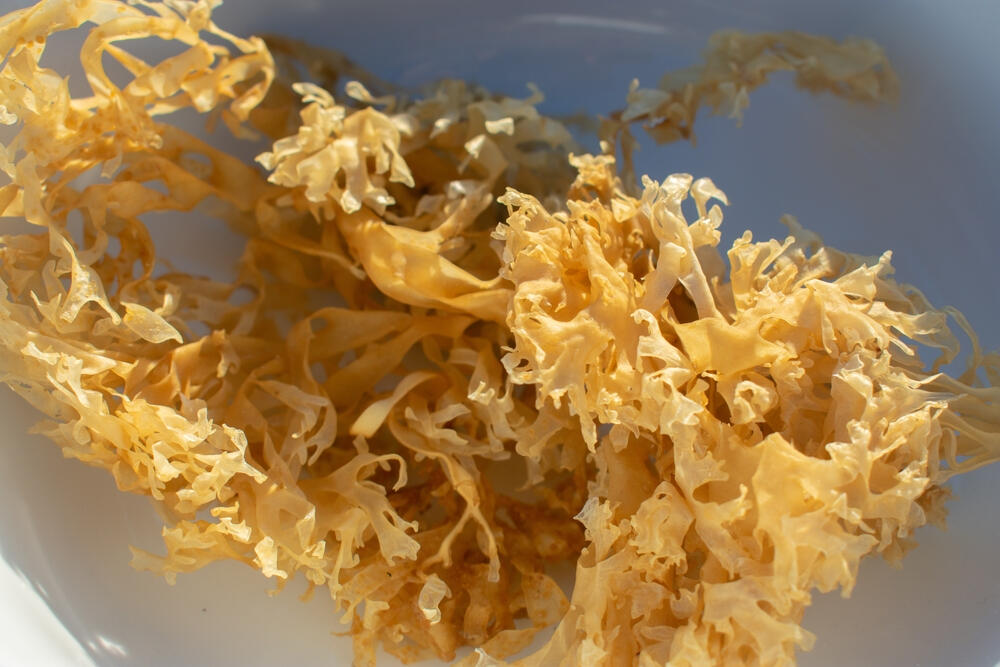 bladderwrack